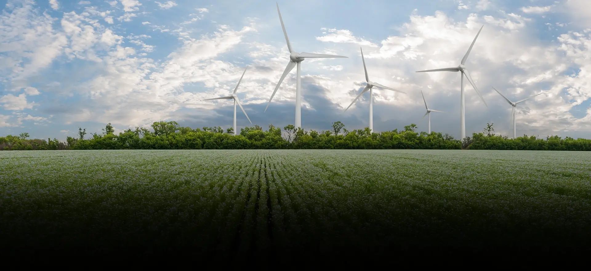 Feld mit Windrädern für Erneuerbare Energien