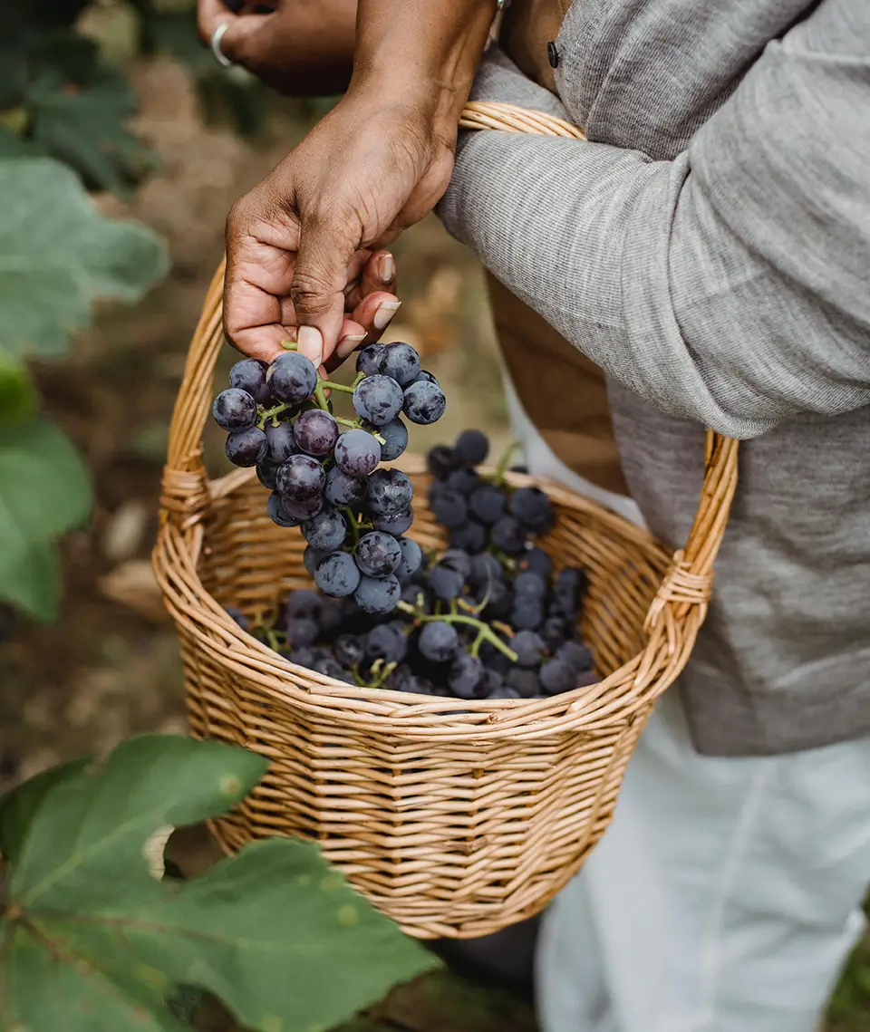 Korb voller Weintrauben