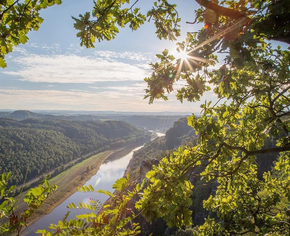 Baum auf einem Berggipfel im Nationalpark Sächsische Schweiz