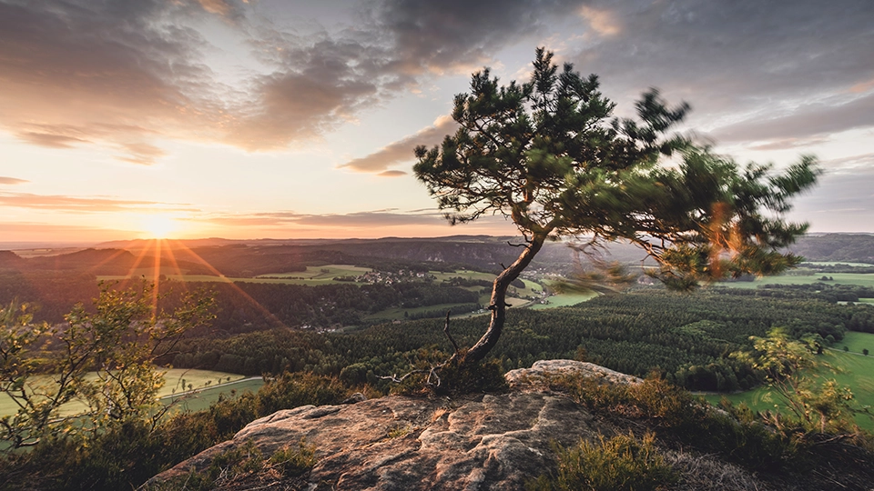 Baum auf einem Berggipfel im Nationalpark Sächsische Schweiz
